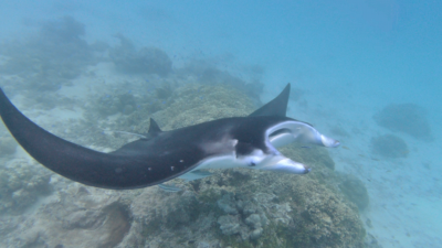 Mantas in Tikehau